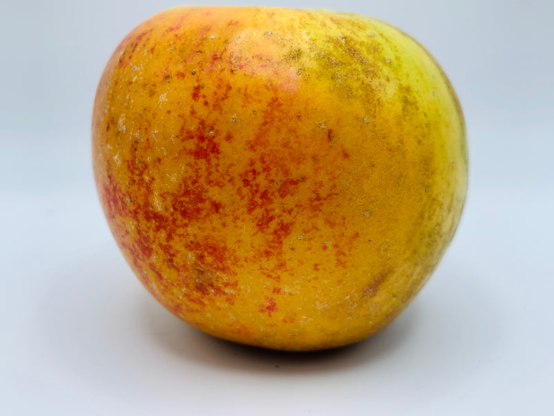 Golden Russet Apple Trees