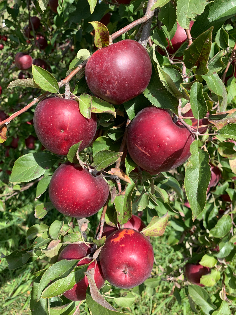 King David Apple Trees