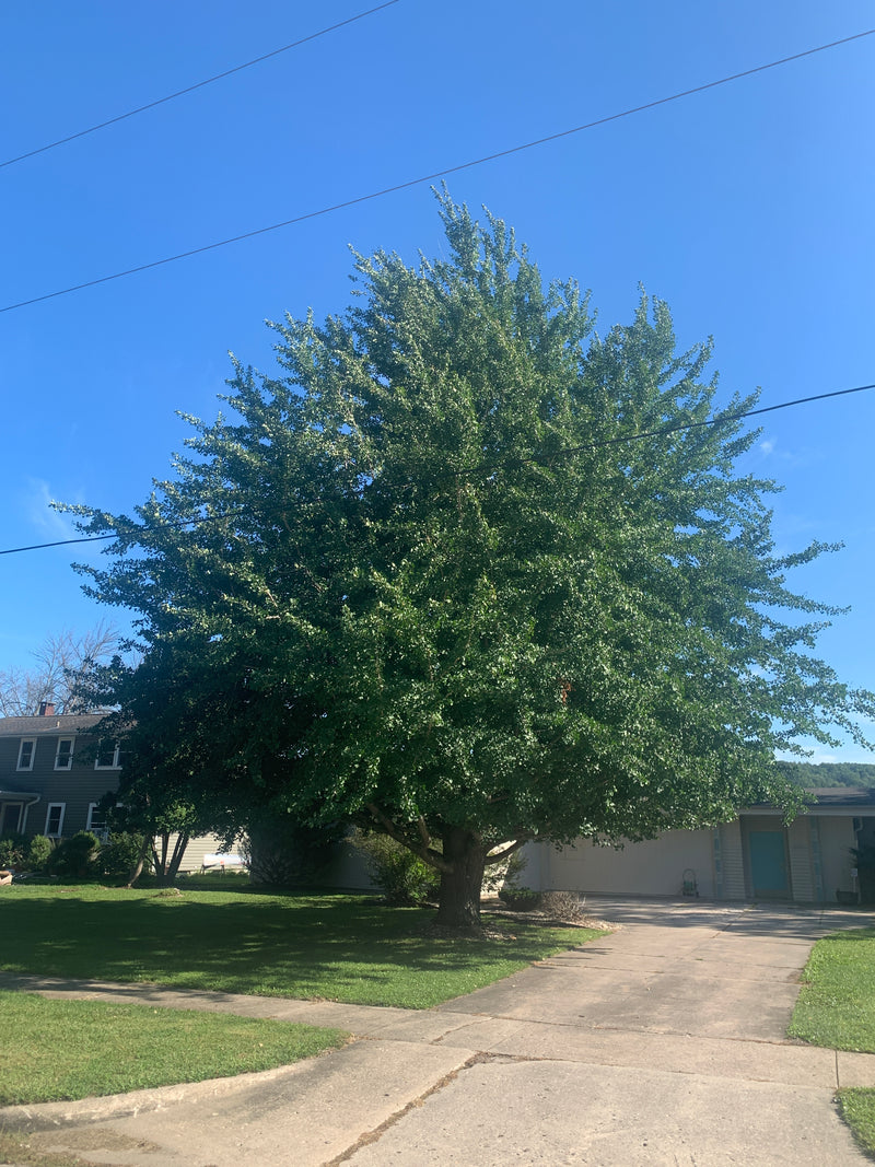 Autumn Gold Gingko Tree