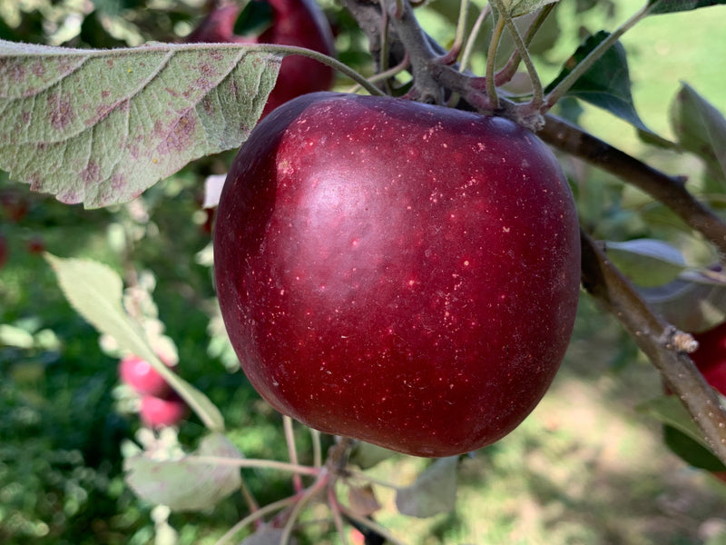 King David Apple Trees
