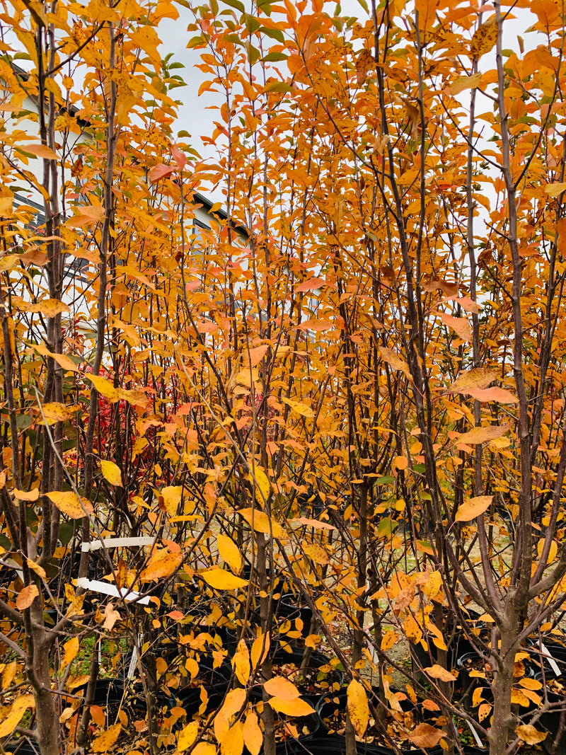 Hopa Flowering Crabapple Tree