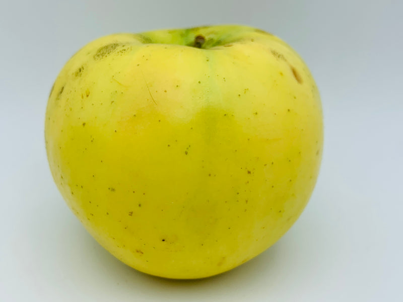 Tolman Sweet Apple Tree