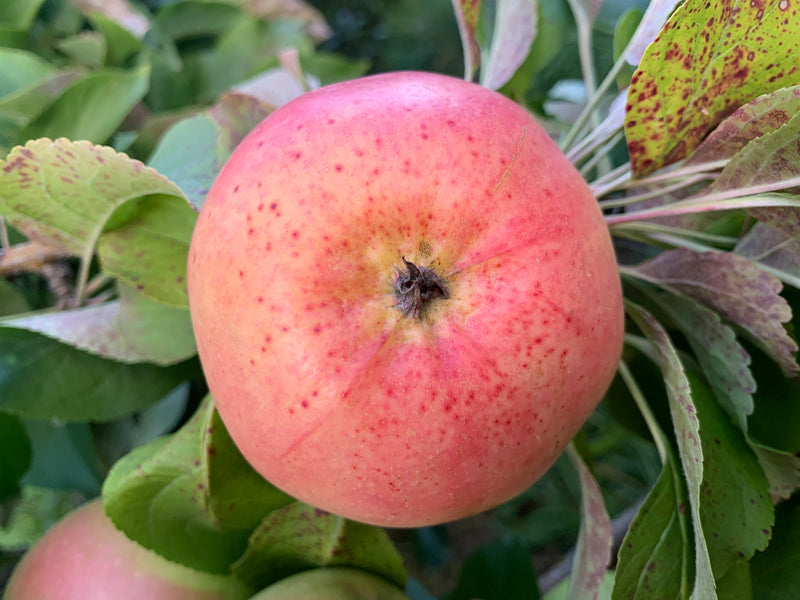 Winter Banana Apple Tree