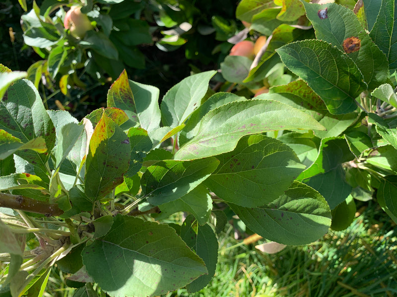 Winter Banana Apple Tree