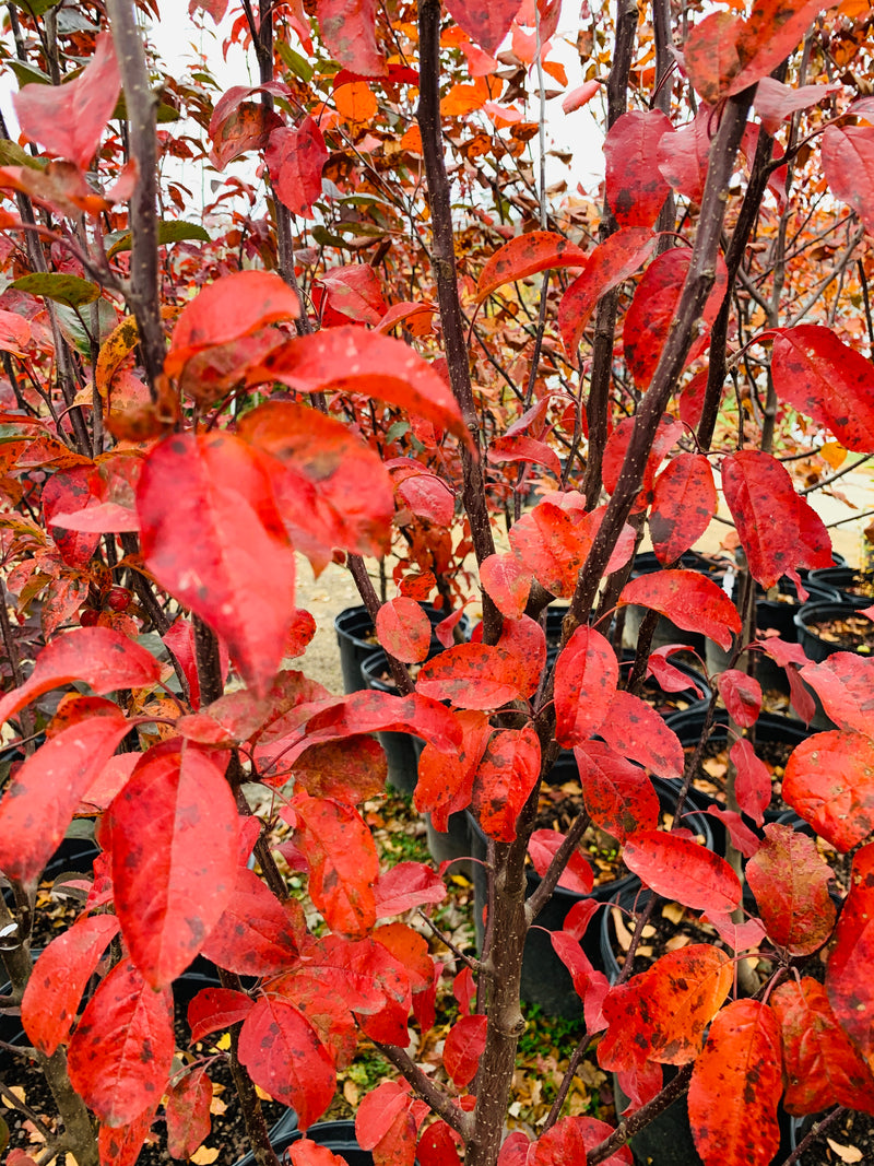 Red Baron Flowering Crabapple Tree