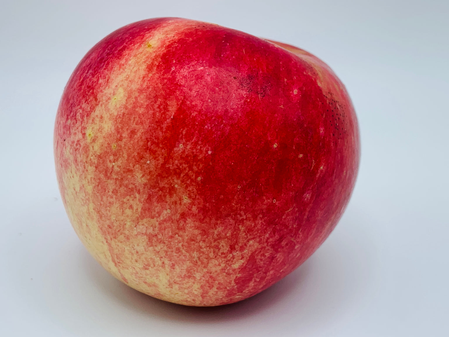 Dwarf Apple Trees — Roots to Fruits Nursery