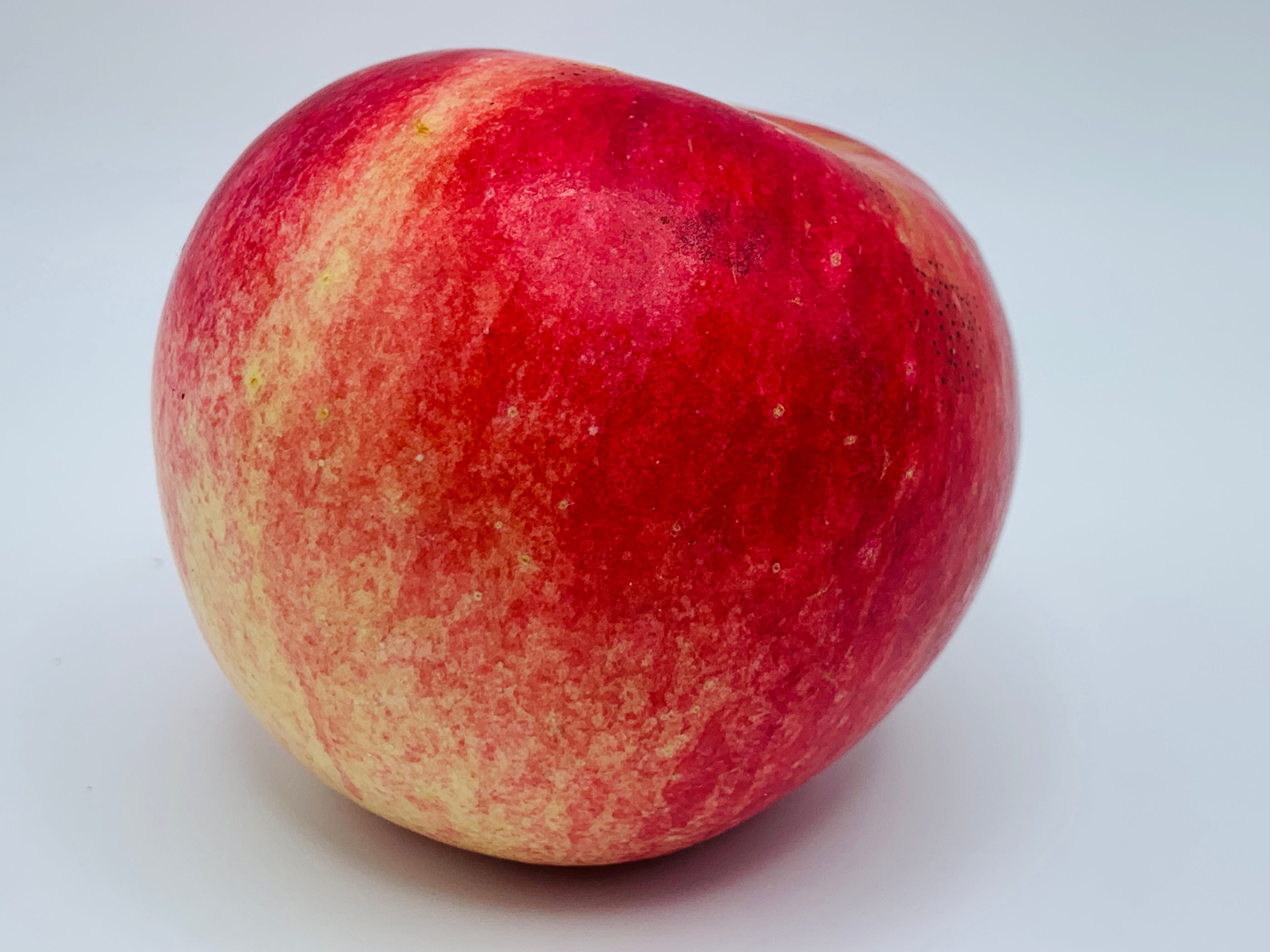 Freedom Apple — Roots to Fruits Nursery