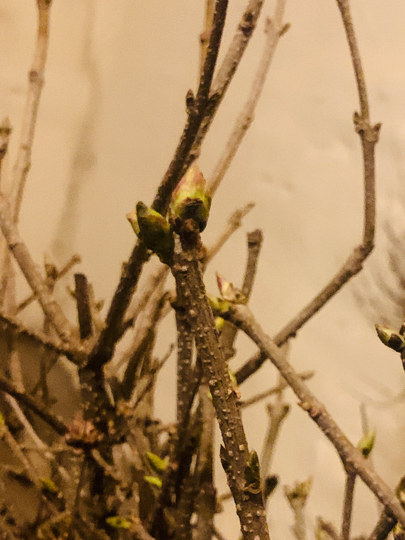 Dwarf Korean Lilac on Standard