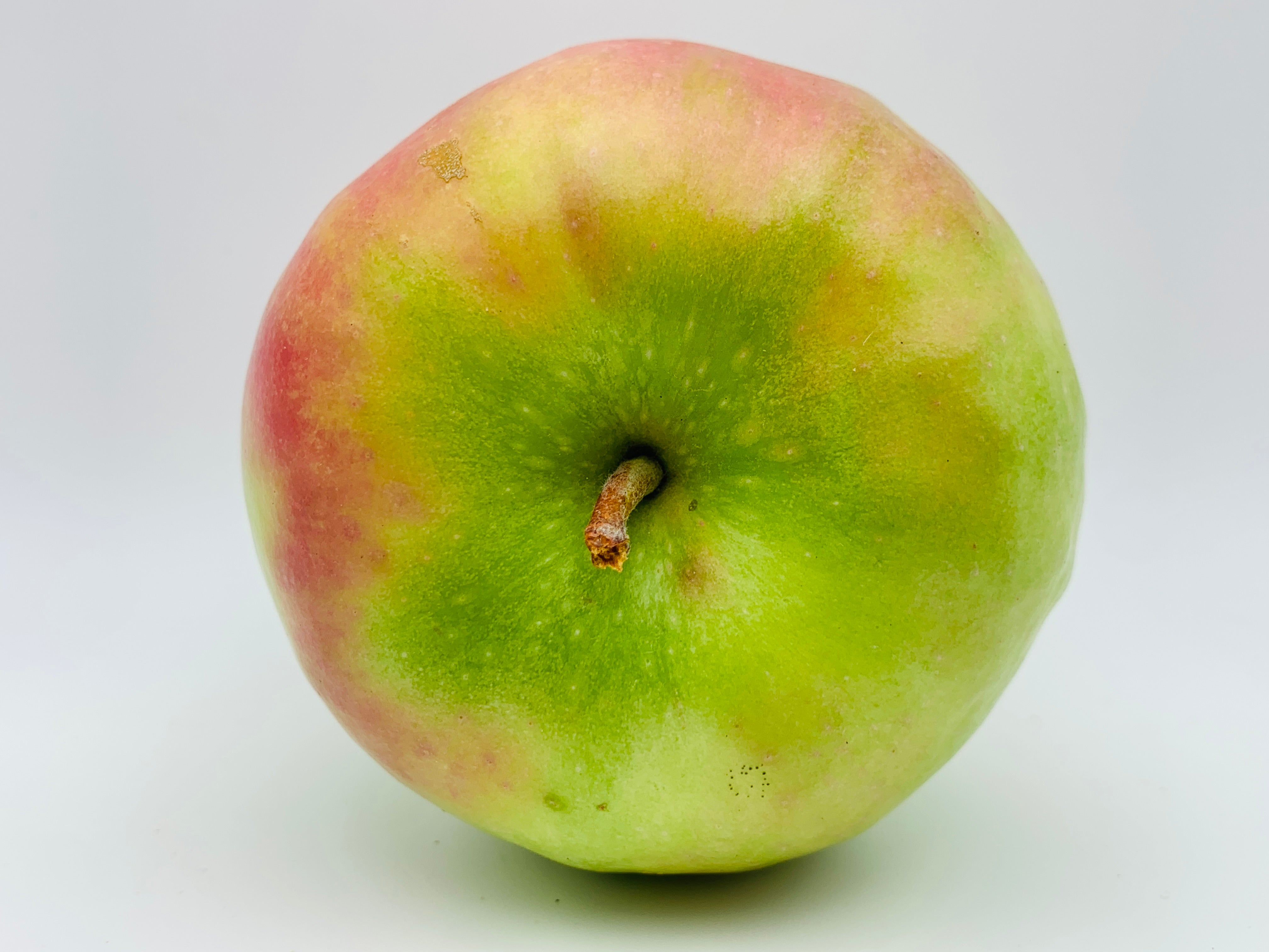 Granny Smith Apple Trees — Roots to Fruits Nursery