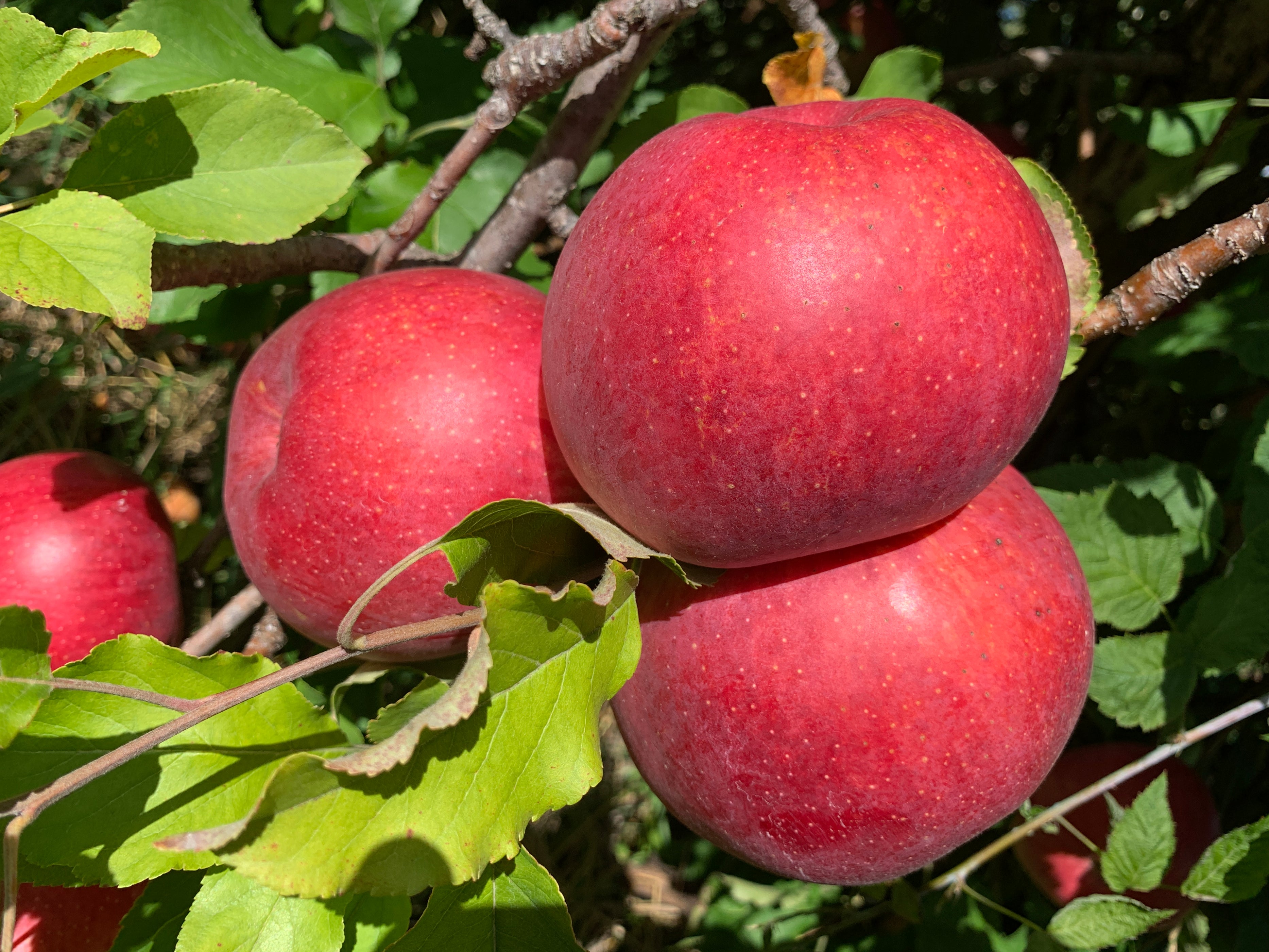 Wolf River Apple — Roots to Fruits Nursery