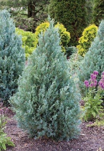 Wichita Blue Juniper