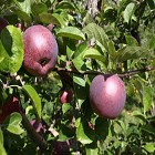 Macoun Apple Trees