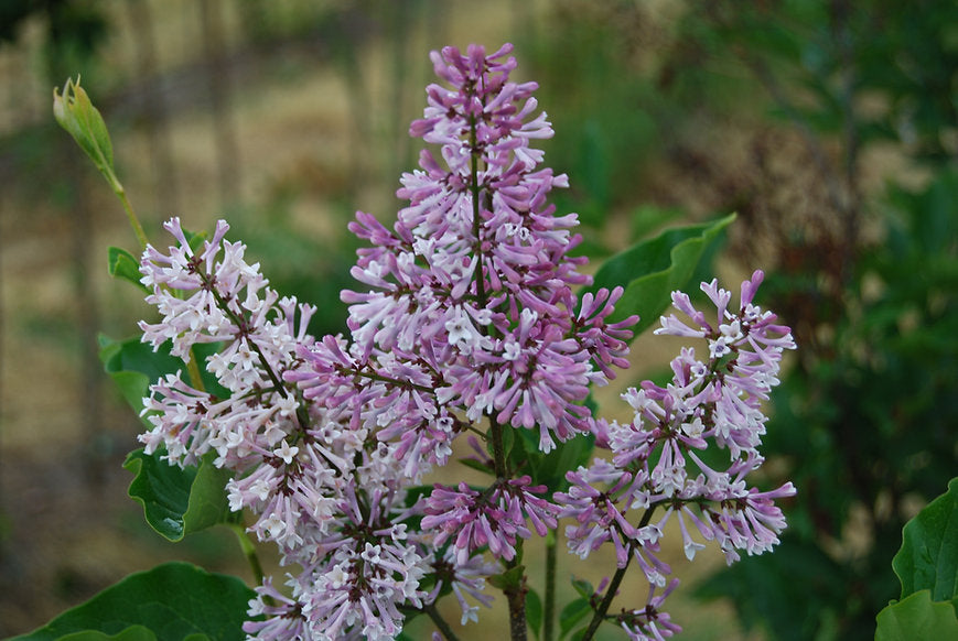 Miss Kim Lilac on Standard — Roots to Fruits Nursery
