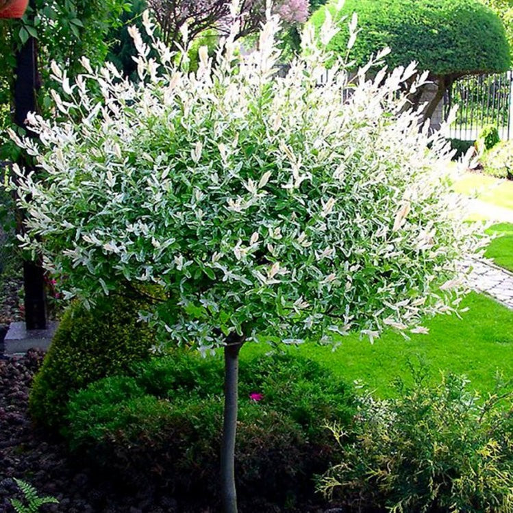 Dappled Willow on Standard — Roots to Fruits Nursery