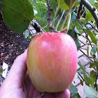 Nova Spy Apple Trees