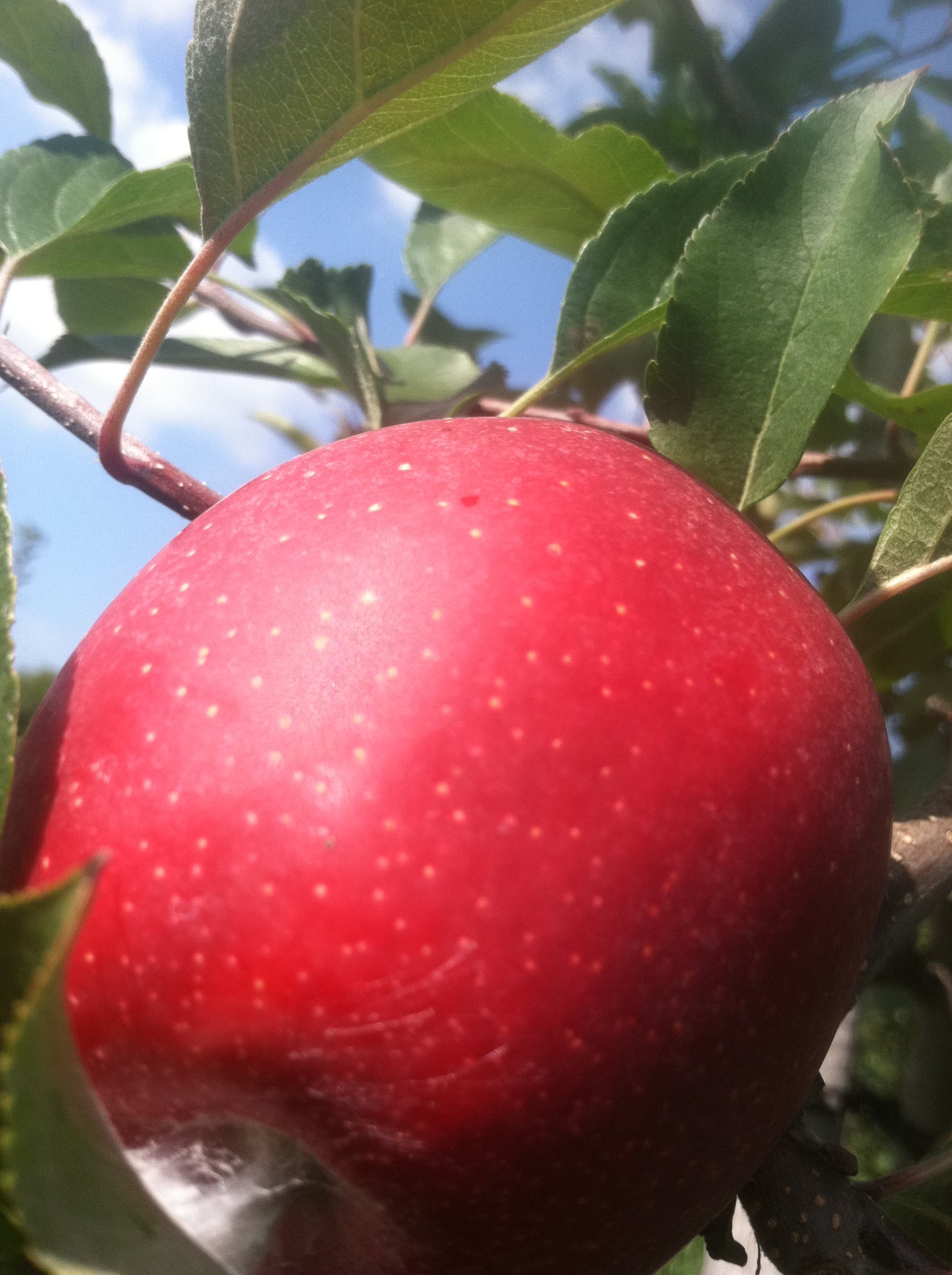 Red Delicious Apple Tree — Roots to Fruits Nursery