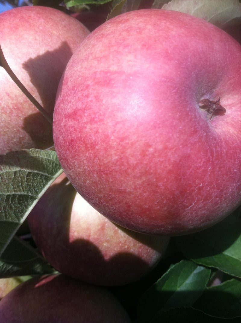 McIntosh Apple Tree