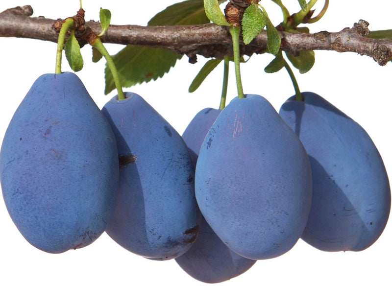 Stanley Plum Tree