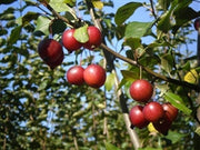 red_dolgo_crabapples_on_branch