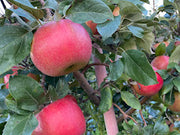 A branch with Royal Red Honeycrisp apples on it, with a clear red color and green leaves in the background.