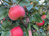 A branch with Royal Red Honeycrisp apples on it, with a clear red color and green leaves in the background.