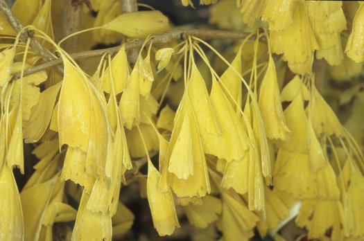 Saratoga Ginkgo Tree