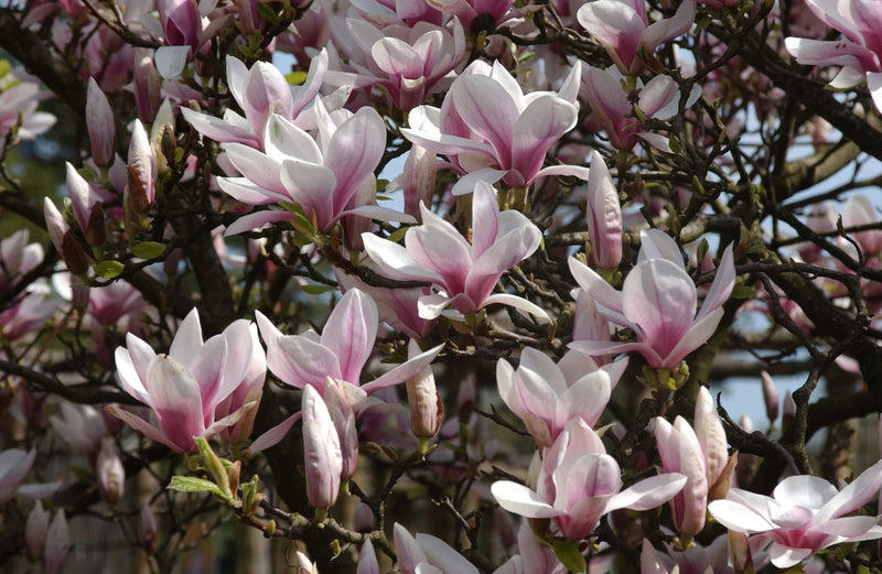Jane Magnolia Tree