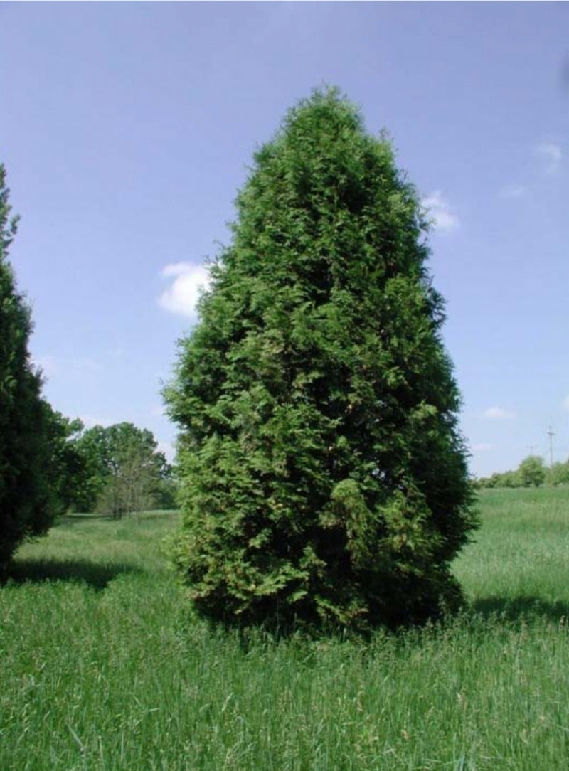Arbor Vitae / White Cedar Tree