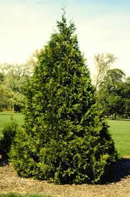 Arbor Vitae 'Virescens' Tree