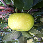 Yellow Transparent Apple